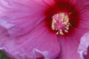 6×6 Hibiscus Abtract Trivet_4518